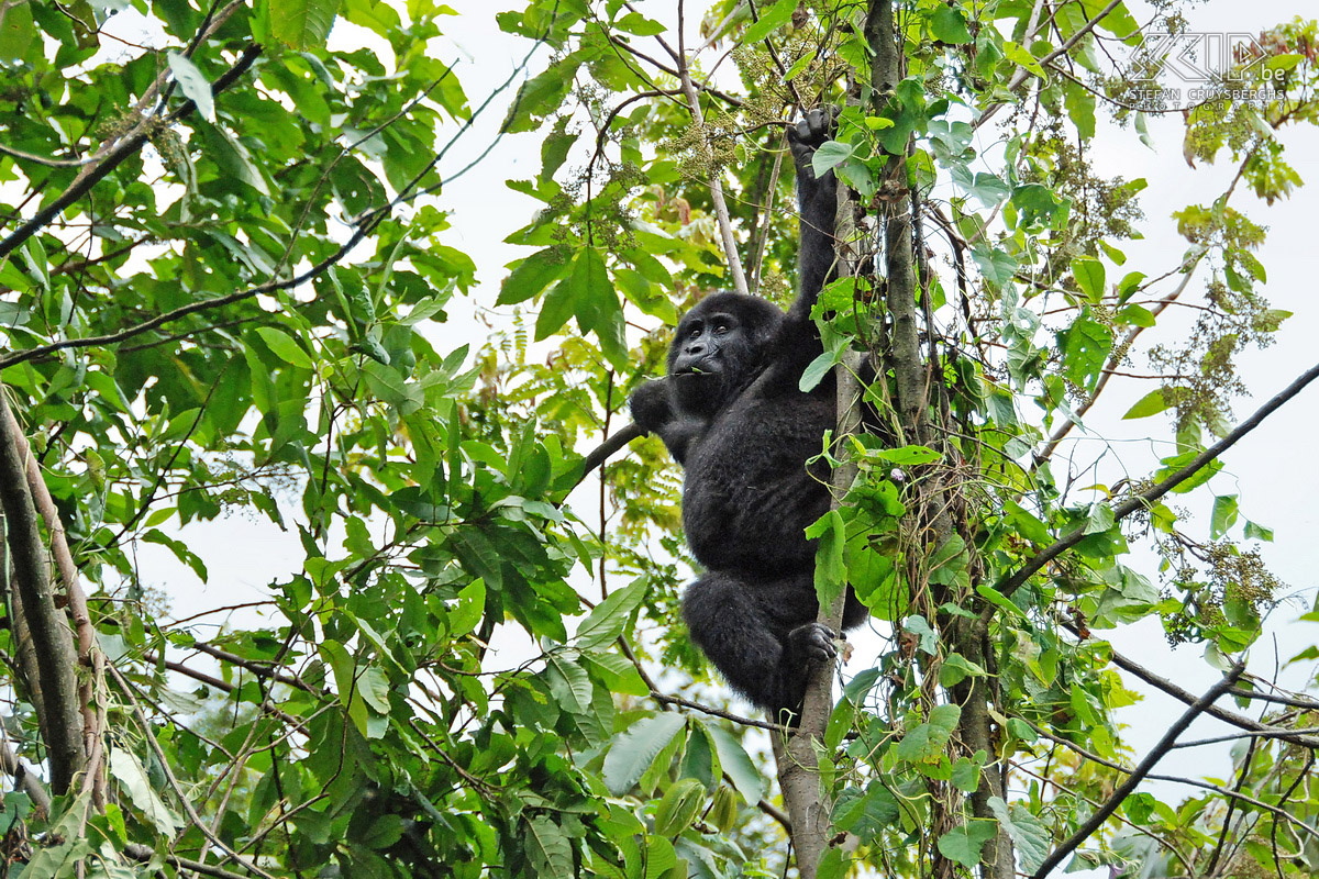 Bwindi - Jonge gorilla Jonge gorilla's zijn zeer speels en durven vrij dicht bij de toeristen komen. Stefan Cruysberghs